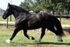 Black Drum Horse for sale