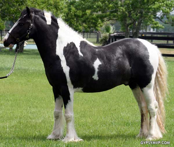 Gypsy Horse Jag offered for sale by Gypsy MVP