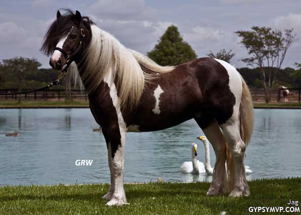 Gypsy Horse for Sale | Stallion | Piebald | Jag