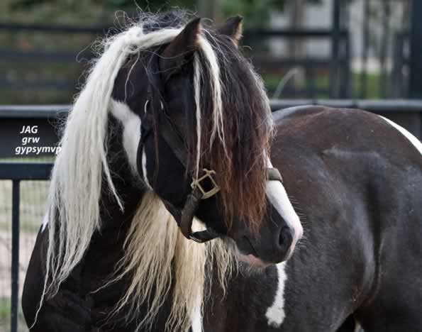 Gypsy Horses for Sale | Stallion | Piebald | Jag