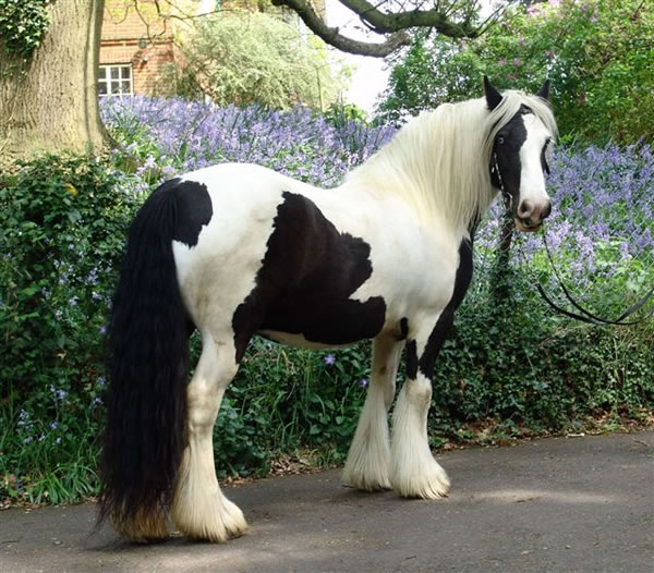 WOW-what a gorgeous Gypsy Vanner Horse
