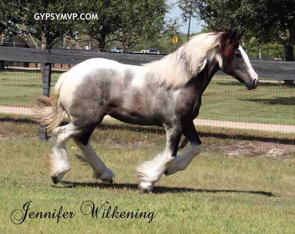 Gypsy Vanner Horses for Sale | Mare | Piebald | Jewel Box