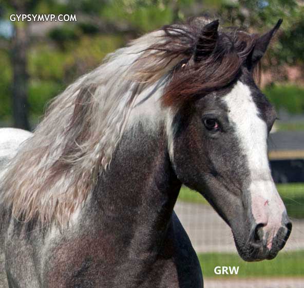 Gypsy Vanner Horses for Sale | Filly | Piebald | Jewel Box