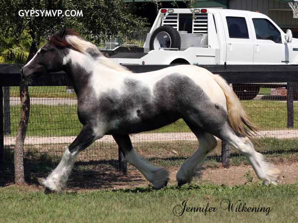 Gypsy Vanner Horses for Sale | Filly | Piebald | Jewel Box