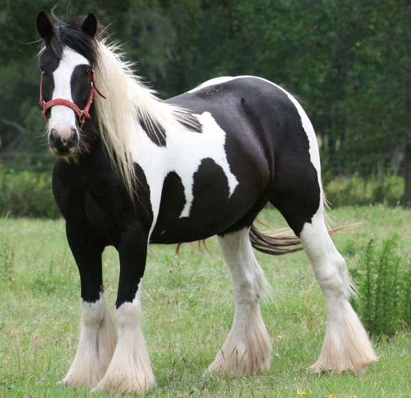 Johnny is a 4 year old flashy registered Gypsy Vanner Gelding.