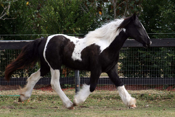 Keela | Gypsy Vanner Horse for Sale | Filly | Piebald