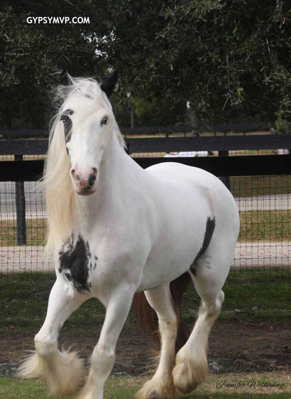 Gypsy Vanner Horses for Sale | Mare | Piebald | Kindred