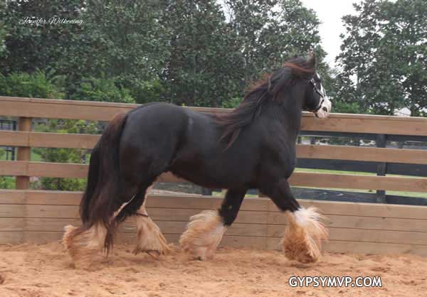 Gypsy Vanner Horses for Sale | Stallion | Blue Roan Blagdon | Lakota