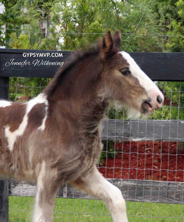 Gypsy Vanner Horses for Sale | Colt | La Beau