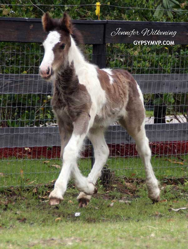 Gypsy Vanner Horses for Sale | Colt | La Beau