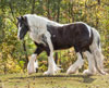 Gypsy Vanner Horses | Mare | Piebald | Lilly
