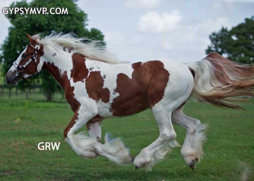 Gypsy Vanner Horses for Sale | Filly | Lion King Princess