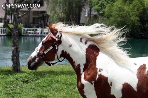 Gypsy Vanner Horses for Sale | Filly | Lion King Princess