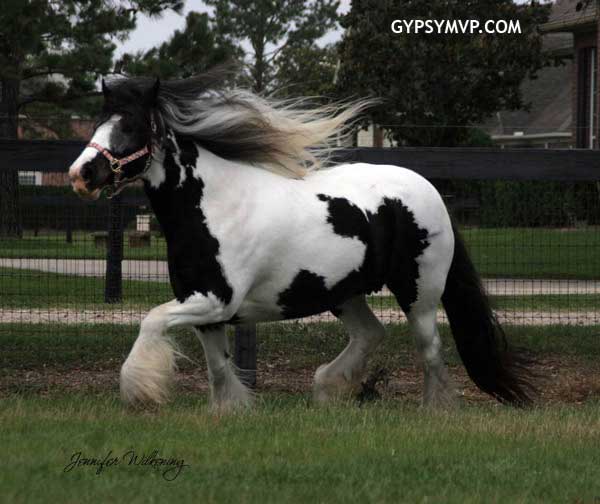 Gypsy Vanner Horses for Sale | Mare | Piebald | Lisheene