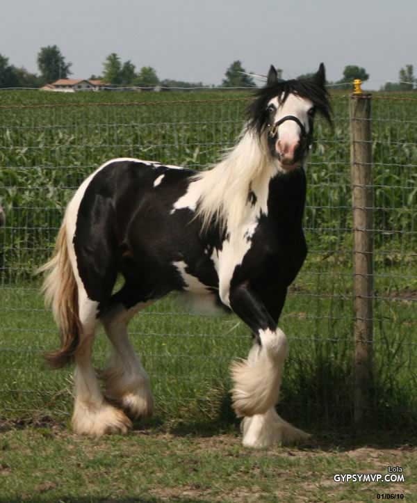 Gypsy Vanner Horse for Sale | Filly | Piebald | Lola