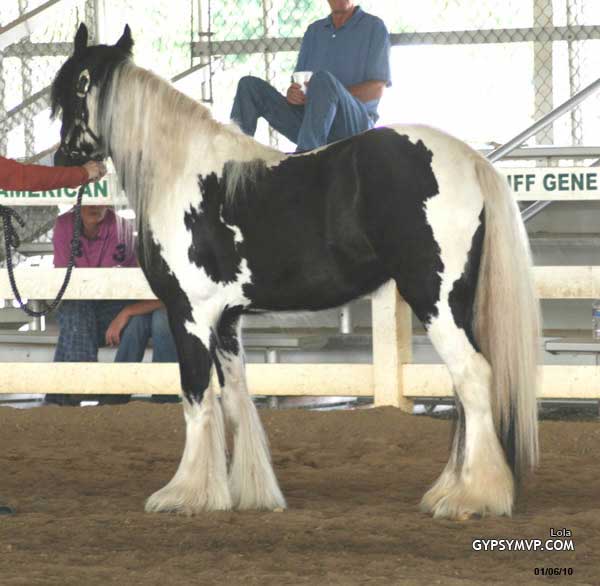 Gypsy Vanner Horse for Sale | Filly | Piebald | Lola