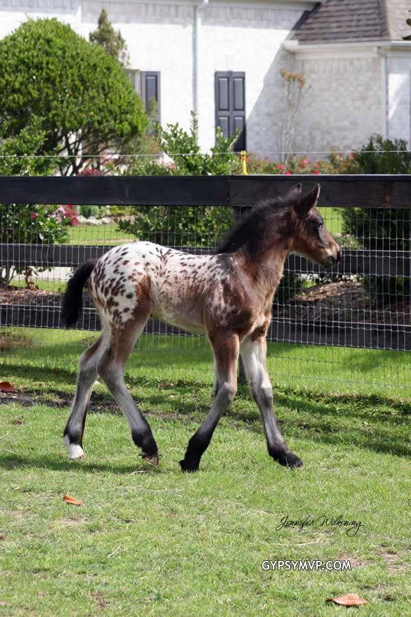 Gypsian (Gypsy/Friesian Cross) Horse for Sale | Colt | Spotted Bay | Lone Star