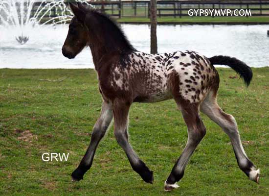 Gypsian (Gypsy/Friesian Cross) Horse for Sale | Colt | Spotted Bay | Lone Star