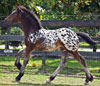Gypsy/Friesian Cross Horse for Sale | Colt | Spotted | Lone Star