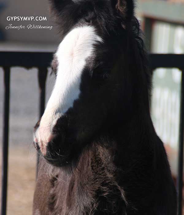 Gypsy Vanner Horses for Sale | Colt | Black | Lucky Star