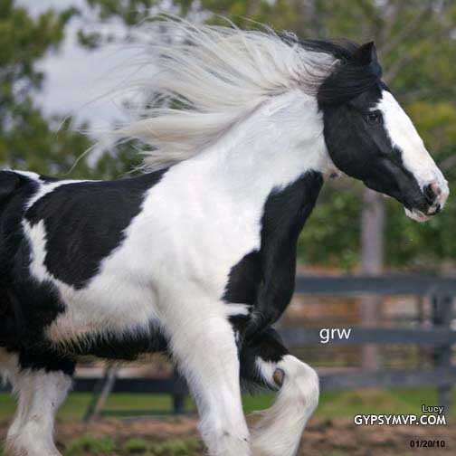 Gypsy Vanner Horse for Sale | Mare | Piebald | Lucy