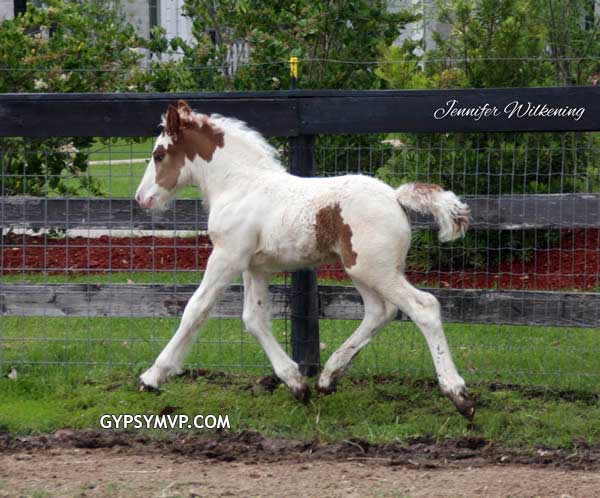 Gypsy Vanner Horses for Sale | Filly |Red & White Skewbald | Maggie May