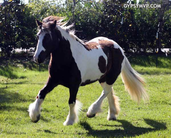 Gypsy Vanner Horses for Sale | Filly | Piebald | Magnolia