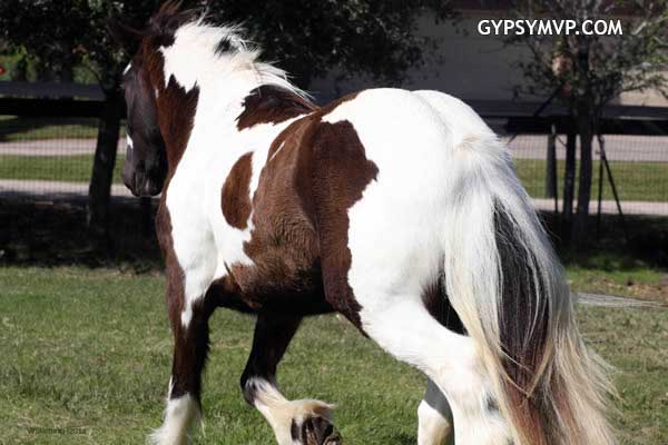 Gypsy Vanner Horses for Sale | Filly | Piebald | Magnolia