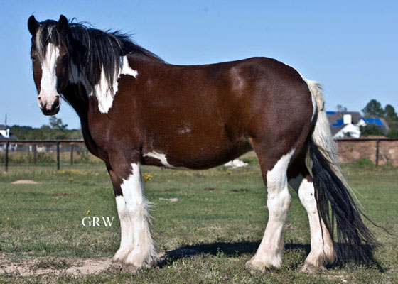 Mahe-Gypsy Vanner for Sale