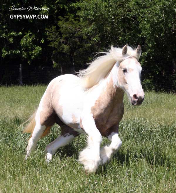 Gypsy Vanner Horses for Sale | Filly | Palomino Tobiano | Riverstone Mariah