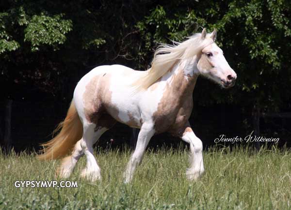 Gypsy Vanner Horses for Sale | Filly | Palomino Tobiano | Riverstone Mariah