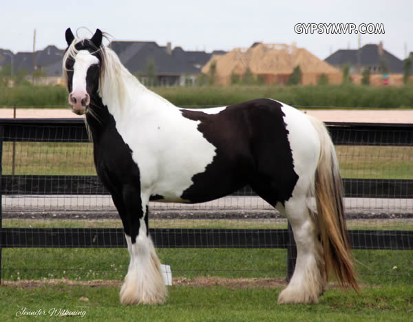 Gypsy Vanner Horse for Sale | Mare | Piebald | MVP Mary