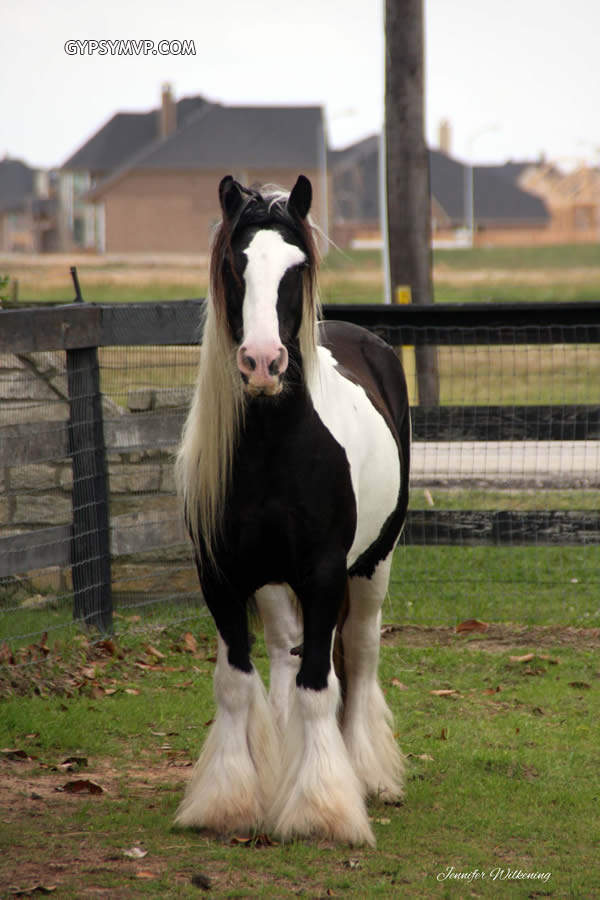Gypsy Vanner Horse for Sale | Mare | Piebald | MVP Mary