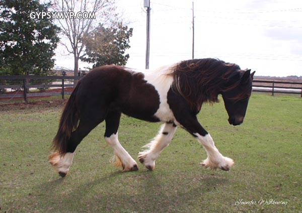 Gypsy Vanner Horses for Sale | Filly | Bay & White | Maryvail