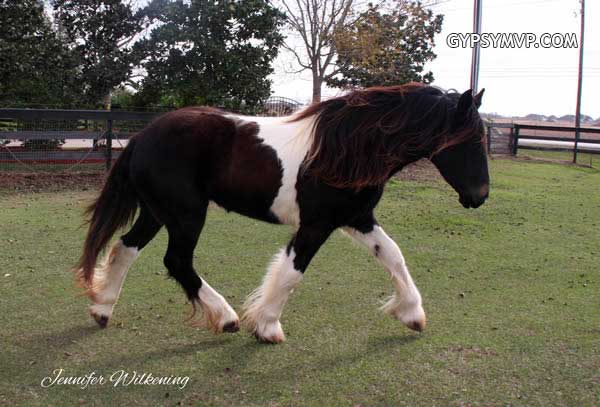 Gypsy Vanner Horses for Sale | Filly | Bay & White | Merry Vale
