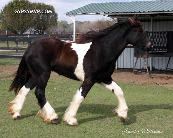 Gypsy Vanner Horses for Sale | Filly | Bay & White | Merry Vale