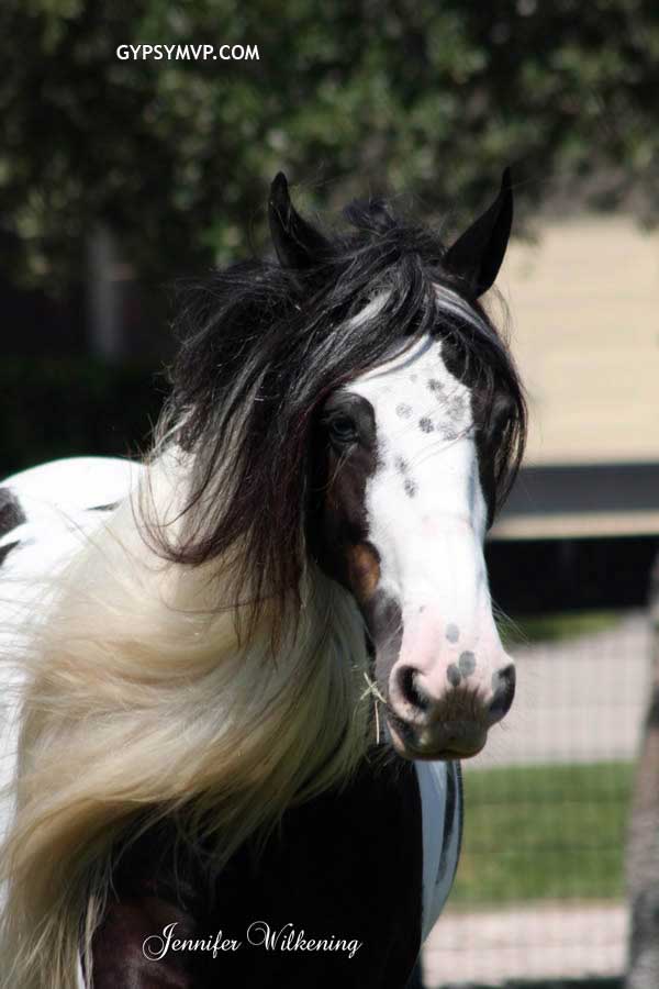 Gypsy Vanner Horses for Sale | Mare | Piebald | Memory