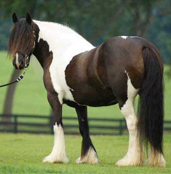 Gypsy Vanner Horses for Sale | Mare | Heterozygous Tobiano | Mirabell