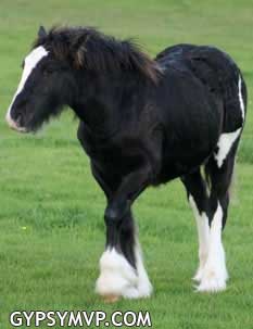 Gypsy Vanner Horses for Sale | Filly | Piebald | Miss Golly