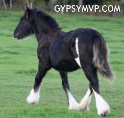 Gypsy Vanner Horses for Sale | Filly | Piebald | Miss Golly