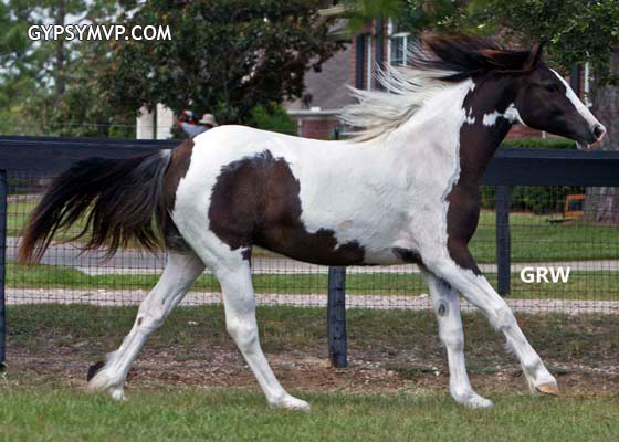 Gypsy Qtr Horse-Gypsy Sport Horse for Sale | Filly | Piebald | Molly