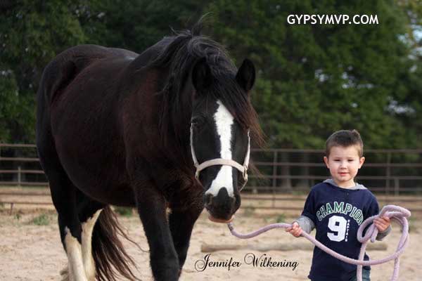 Gypsy Vanner Horse for Sale | Mare | Black | Momo