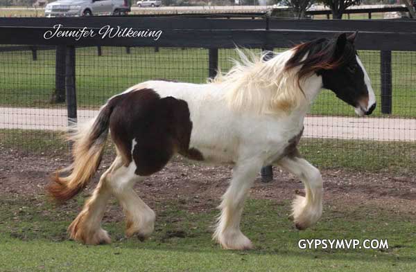 Gypsy Vanner Horses for Sale | Filly | Bay & White | Mumm