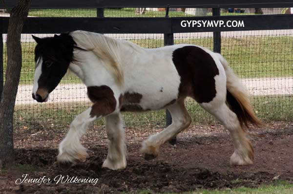 Gypsy Vanner Horses for Sale | Filly | Bay & White | Mumm