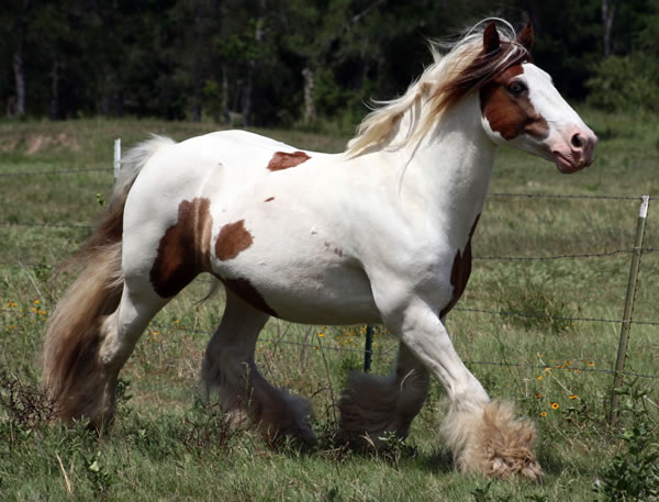 Mystere is a six year old Gypsy Vanner gelding with gorgeous feathering, lovely markings and nice conformation.