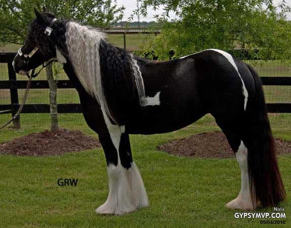 Gypsy Vanner Horses for Sale