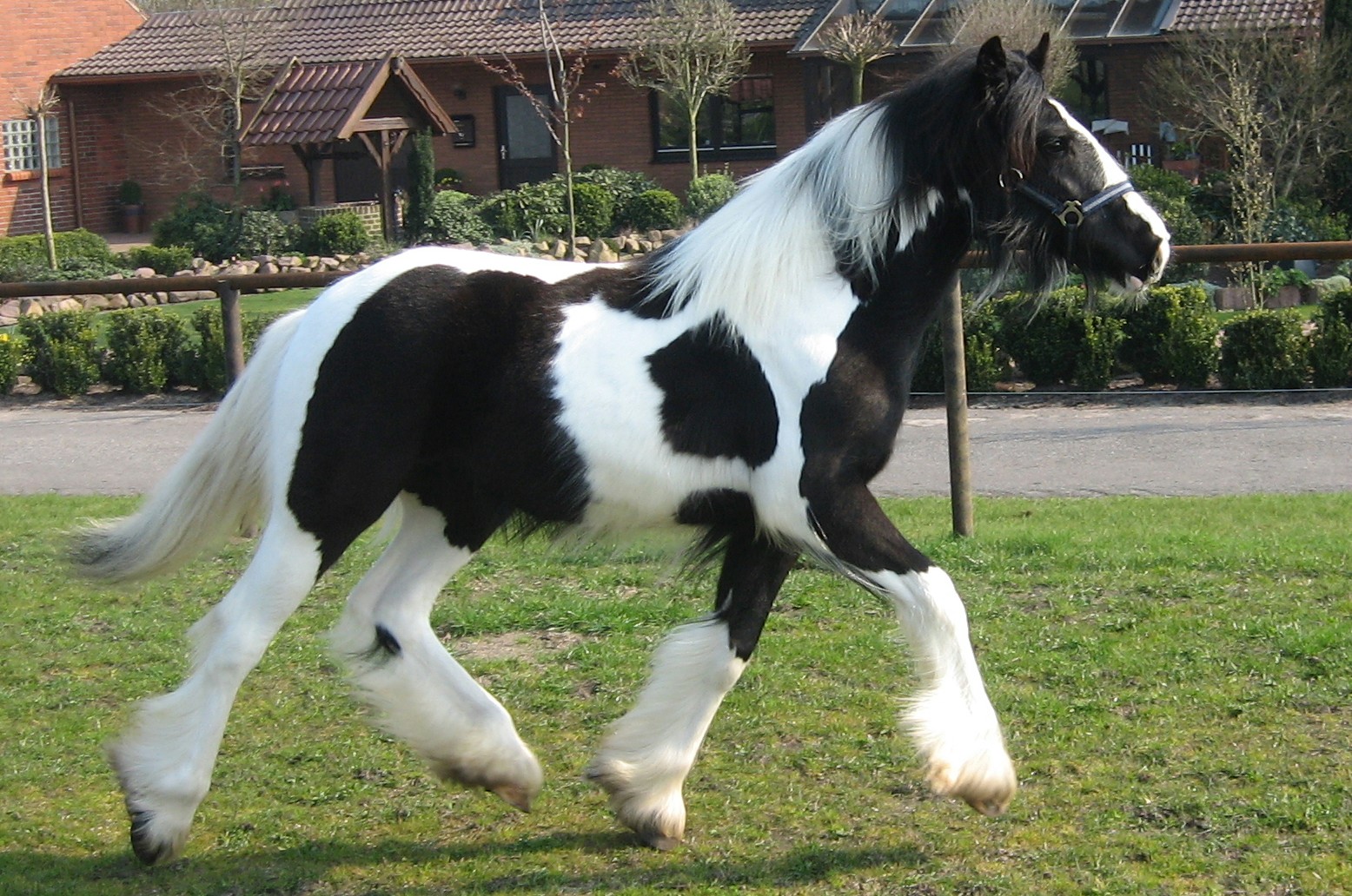 Naomi | Gypsy Vanner Filly for Sale | Piebald