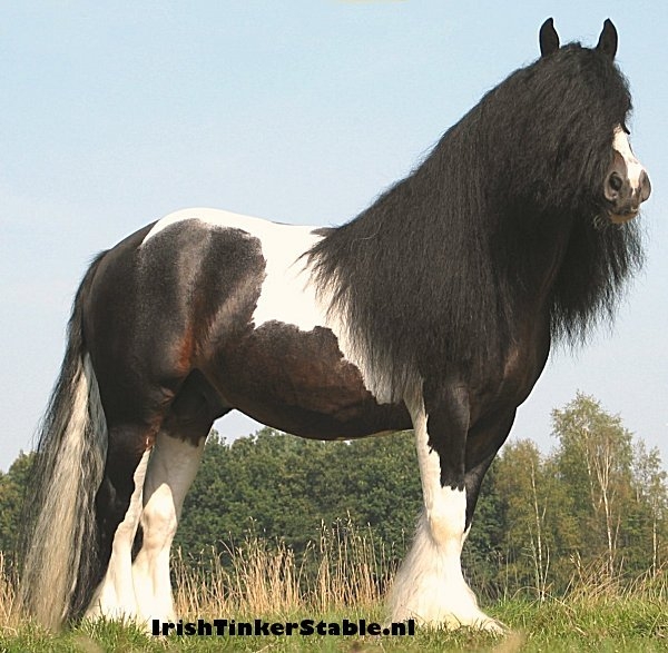 Her sire is a gorgeous stallion named Thunder