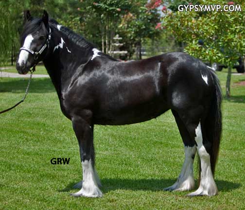 Gypsy Vanner Horses for Sale | Mare | Narnia