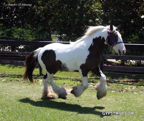 Gypsy Vanner Horses for Sale | Mare | Bay & White | Natalia